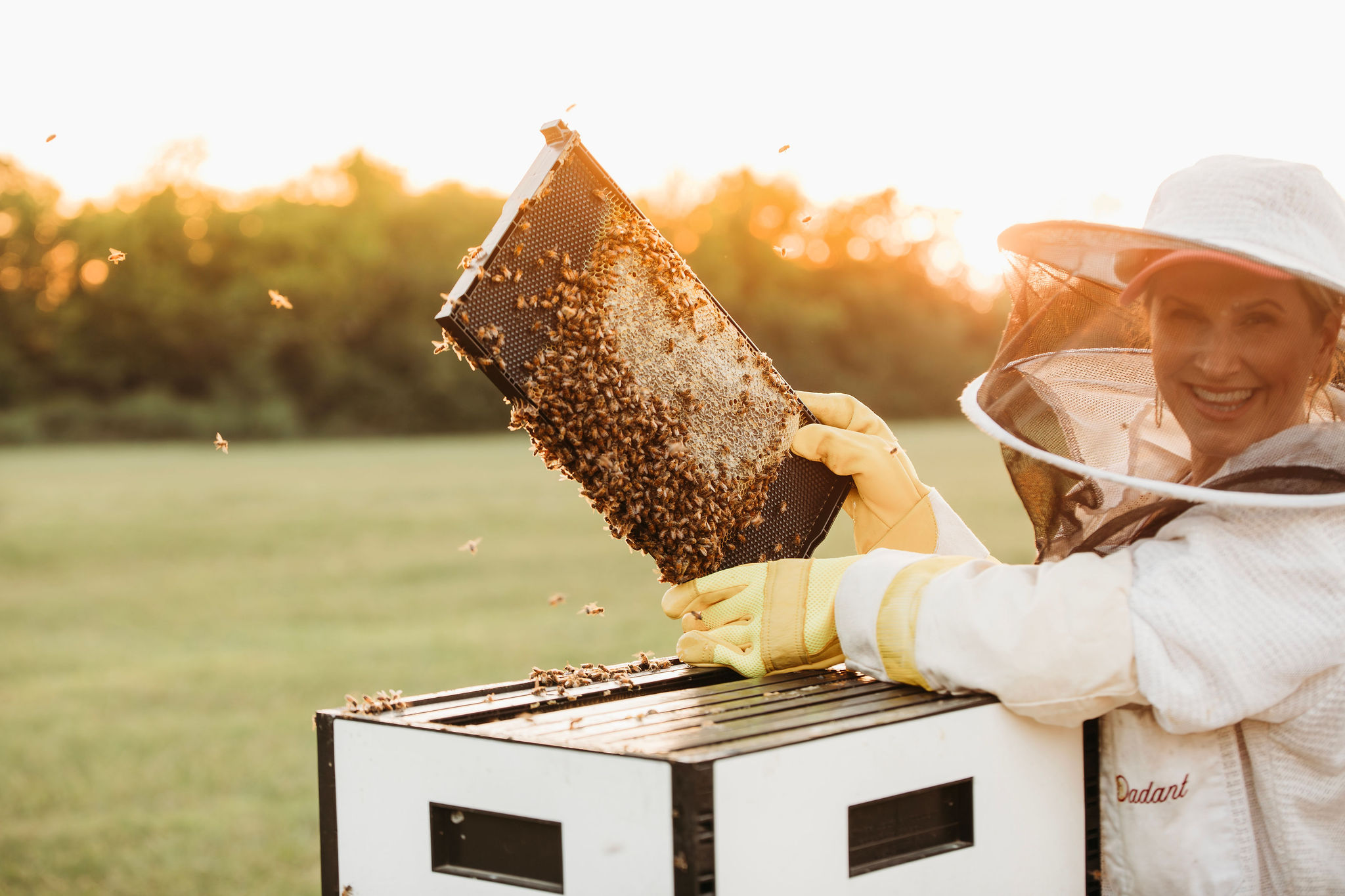 Esther working with her bees at golden hour